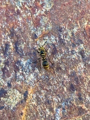 Protonectarina sylveirae