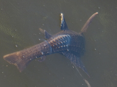 Hypostomus