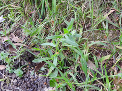 Myosotis australis