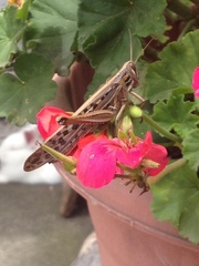 Schistocerca piceifrons