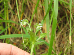 Myosotis australis