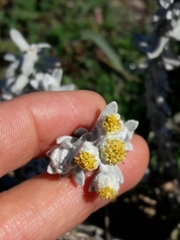 Achillea maritima