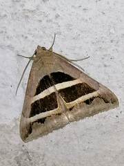 Grammodes bifasciata