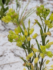Asclepias pedicellata