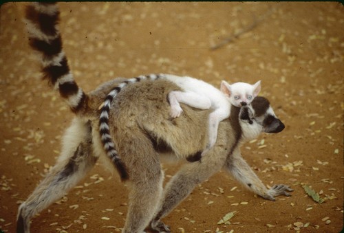 Ring-tailed Lemur (Lemur catta)