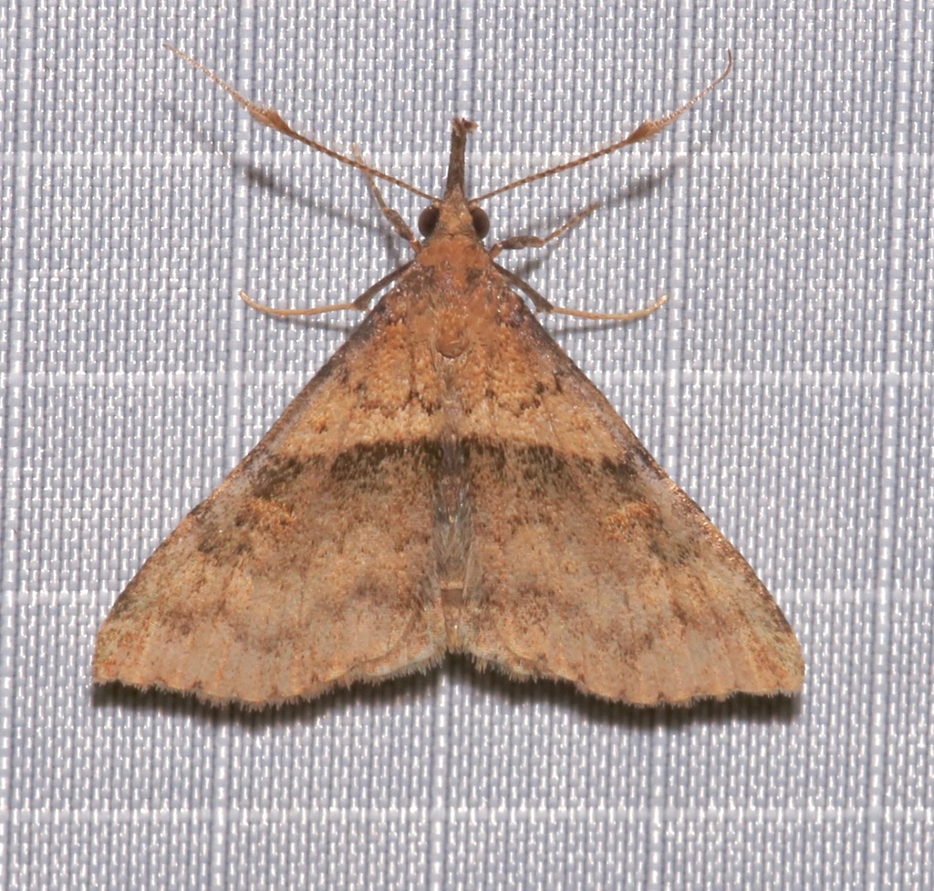 Renia rigida
