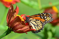 Danaus plexippus
