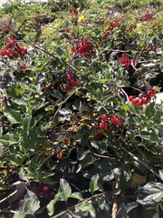 Solanum dulcamara