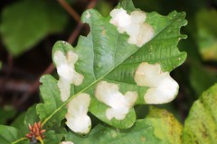 Tischeria ekebladella