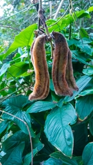 Mucuna pruriens
