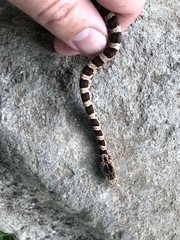 Mastigodryas pulchriceps