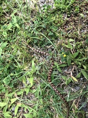 Mastigodryas pulchriceps