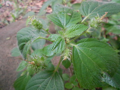 Acalypha poiretii