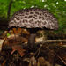 Old Man of the Woods - Photo (c) David Gorrill, some rights reserved (CC BY-NC)