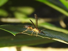 Agelaia
