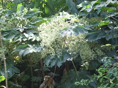 Tetrapanax