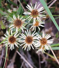 Carlina biebersteinii