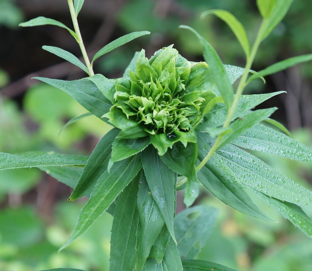 Goldenrod Bunch Gall Midge (Gall Insects of the Southern Tier of New
