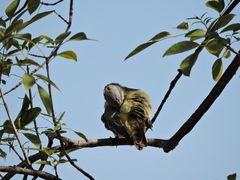 Tyrannus melancholicus