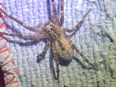Zoropsis