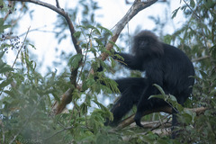 Semnopithecus johnii