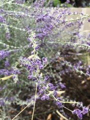 Lavandula angustifolia