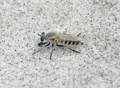 Laphystia litoralis