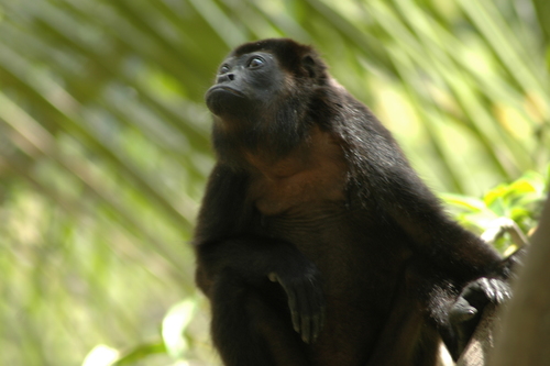 Mantled Howler Monkey