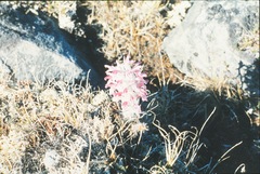Pedicularis lanata