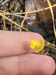 Utricularia intermedia