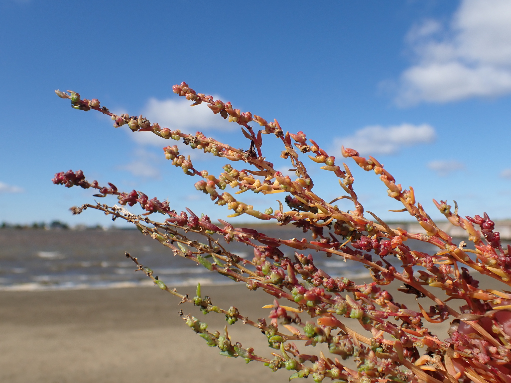 Suaeda rolandii