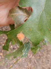Callirhytis infuscata