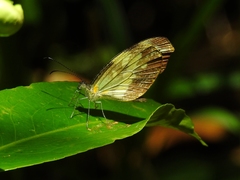 Dismorphia crisia foedora
