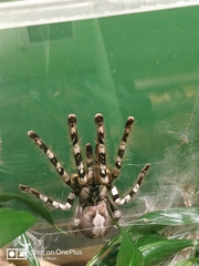 Aphonopelma seemanni