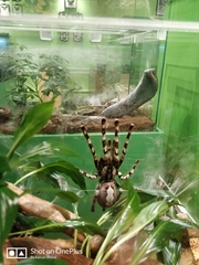 Aphonopelma seemanni