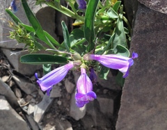 Penstemon speciosus