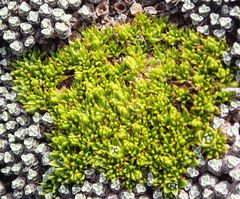 Colobanthus brevisepalus