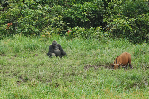 Western gorilla