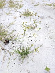 Cyperus nashii