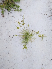 Cyperus nashii