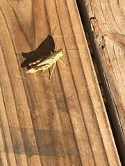 Melanoplus differentialis