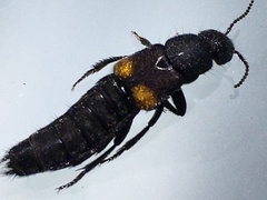 Platydracus fossator