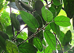 Ficus villosa