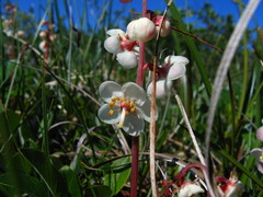 Pyrola grandiflora