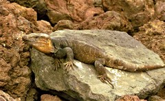 Gallotia stehlini