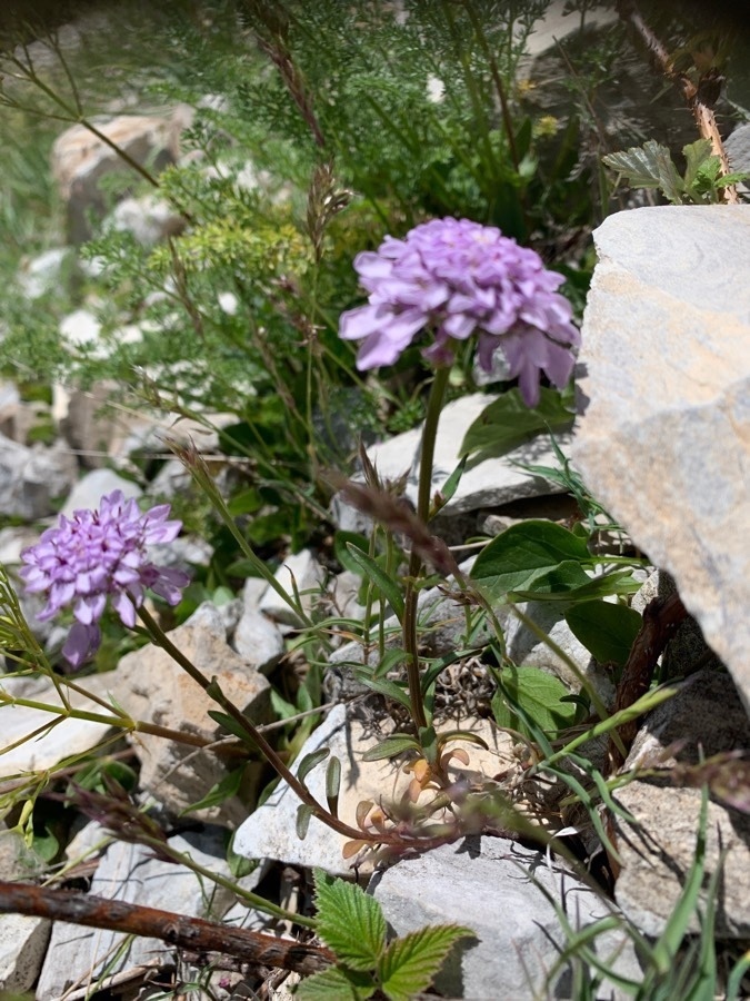 Dauphine Candytuft