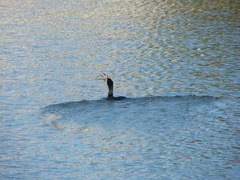 Hypostomus