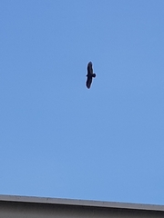 Cathartes aura image