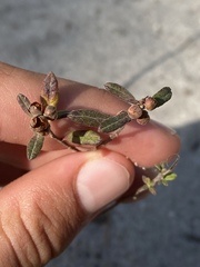 Crocanthemum dumosum