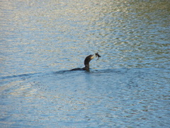 Hypostomus